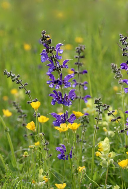 Abertausend Margeriten, Glockenblumen, u.v.a schmücken die Weiden mit einem Blumenteppich der auf ein fruchtbares Jahr hoffen lässt.