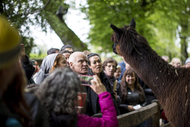 Lama Ole Nydahl bei den Alpakas.
