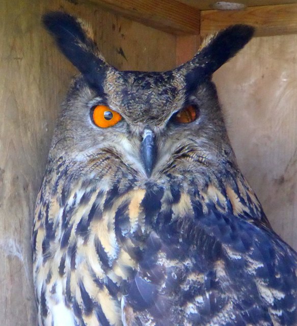 An einem Auge behielt die Greifvogeldame einen Schaden zurück, nachdem sie angefahren wurde.