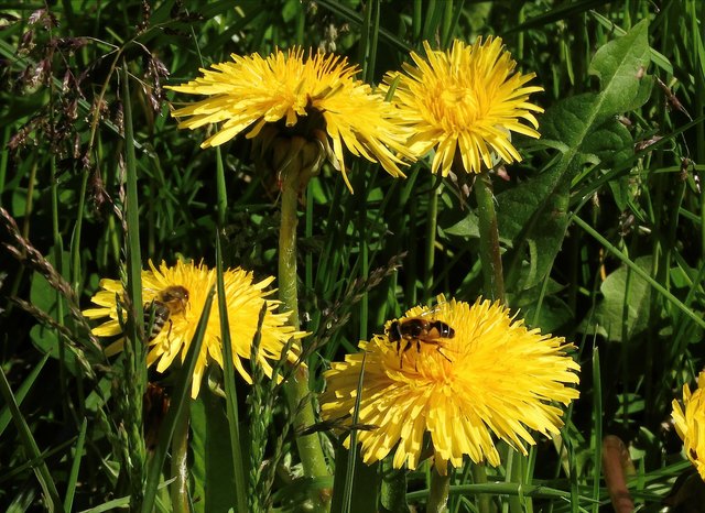 Biene und Winterschwebfliege teilen sich die Arbeit.