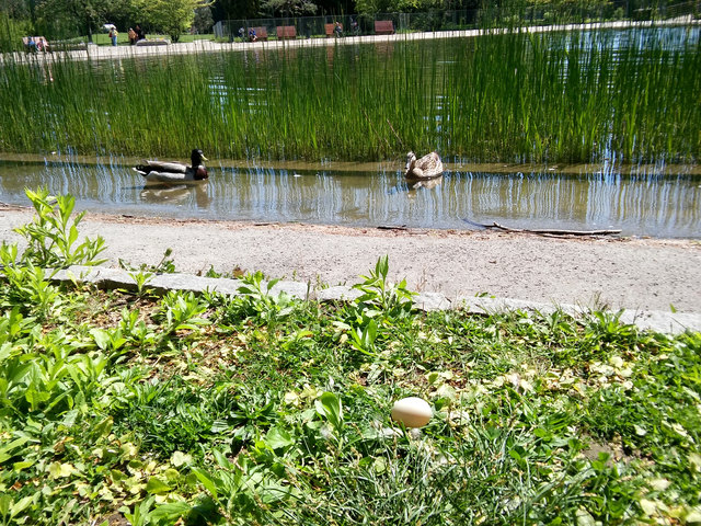 Eine lange Suche geht zu Ende. Die Enten haben das verlorene Ei wieder gefunden!