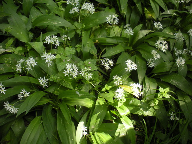 Bärlauch in voller Blüte
