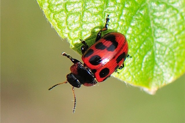 Gonioctena linnaeana - ein etwa 6-7mm großer Blattkäfer ohne deutschen Namen, den man nur noch bis Ende Mai in Aubereichen auf verschiedenen Weiden antreffen kann.