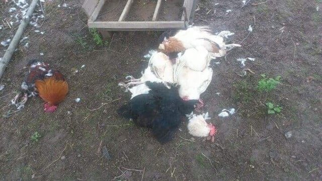 In Salmannsdorf wird man das berühmte Lied wohl umtaufen müssen in "Fuchs du hast das Huhn gestohlen".