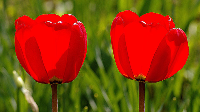 Tulpenzauber in meinem Garten ❀
