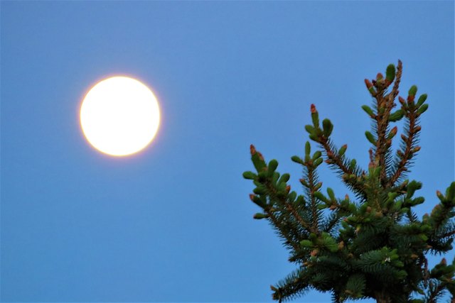 ... wenn in der Nacht, ein goldener Stern dir winkt.
Der Mond, der sieht von fern, wie dieser Stern,
das Glück dir bringt, dir bringt!