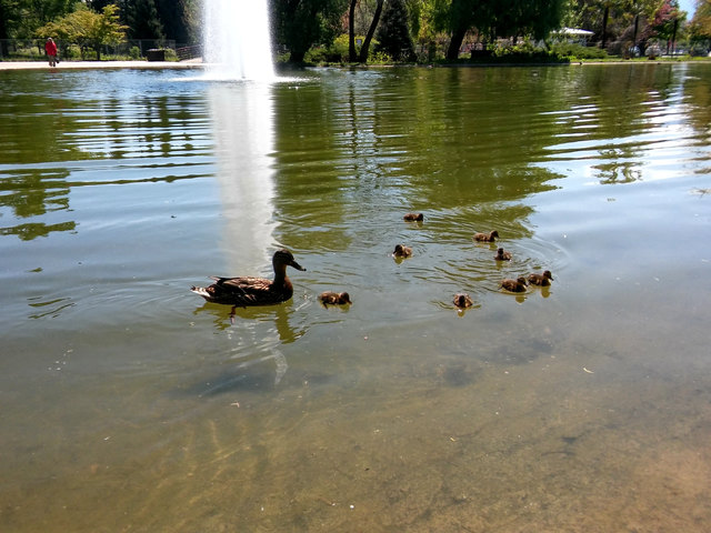 Mama Ente mit dem Nachwuchs im Europapark-Teich!