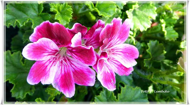 Die Pelargonien blühen.
