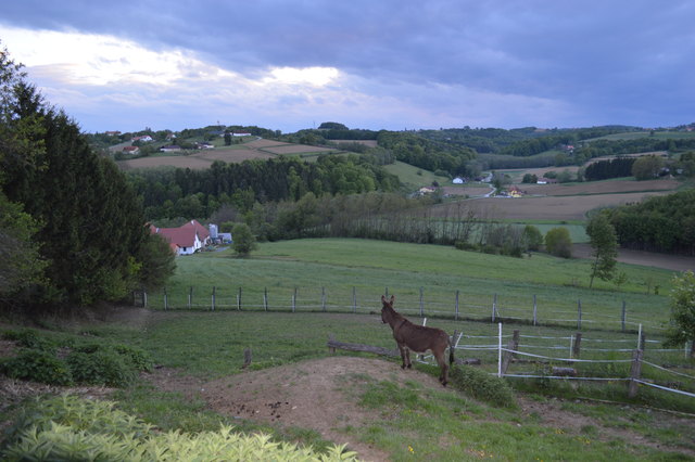 Einer der drei Eseln genoß die wunderschöne Aussicht im Paradieserl.