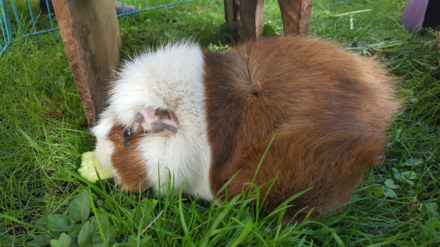 Meerschweinchen Moritz ist schon gut sechs Jahre alt und nicht mehr der Schnellste, aber ein echter Genießer, der Sonne, frisches Gras und Leckerbissen zu schätzen weiß...