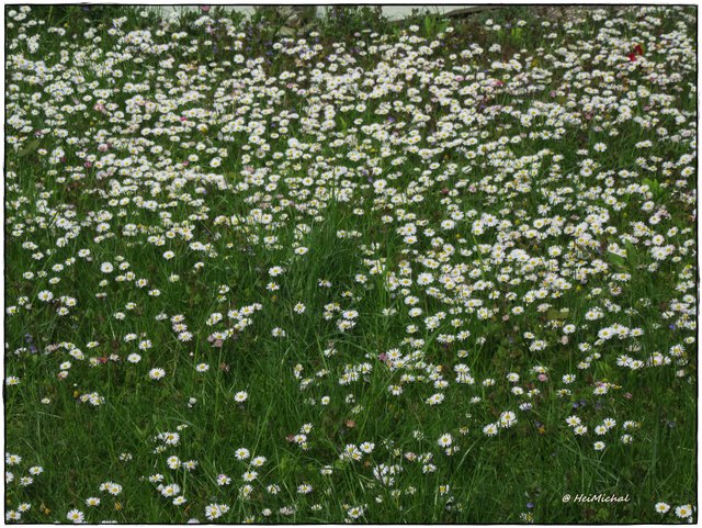 ....vor allem in unserem Garten und auch die Kinder sitzen gerne hier und spielen.
