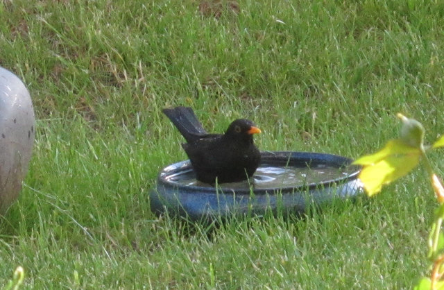 Der kleine Pool wird gerne angenommen.