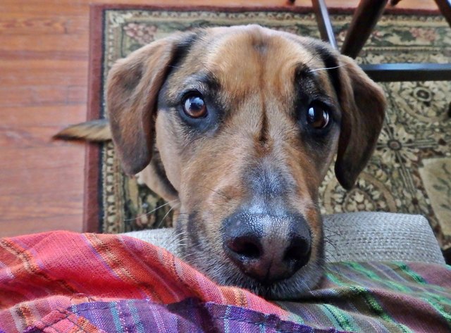 Bailey, Foto Jutta Gajda