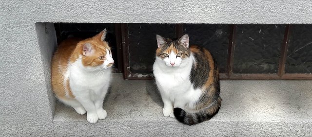 Die beiden wissen das ich vom einkaufen zurück bin und natürlich auch den beiden etwas mitgebracht habe