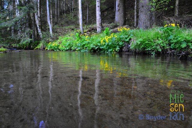 Eine Wanderung am Wasserweg in Miesenbach