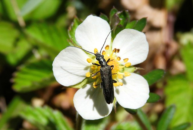 Der Moschusbock ist derzeit sehr beschäftigt bei den Blüten.