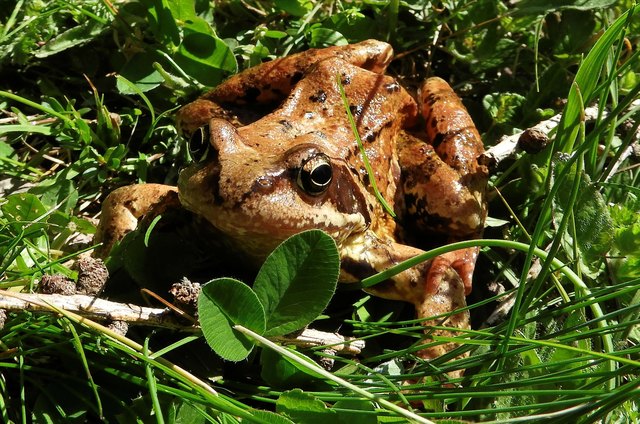 Ein Frosch, der sich über die Freiheit in der Natur freut, ist zu beneiden.
