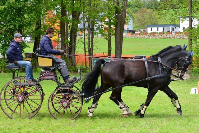 Gespann Blumschein URFV Ottnang ( mehr vom Fahrturnier in Ottnang in der Galerie)