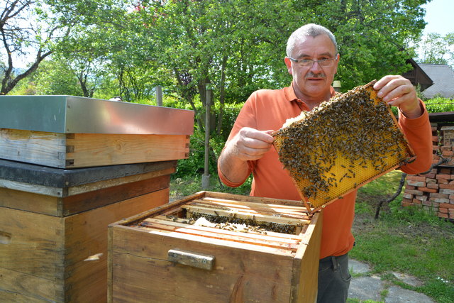 Es summt: Herbert Cividino, Obmann des Bienenzuchtvereins Naturpark Pöllauer Tal ist seit 1989 leidenschaftlicher Hobbyimker. Derzeit nennt er 30 Völker sein Eigen.