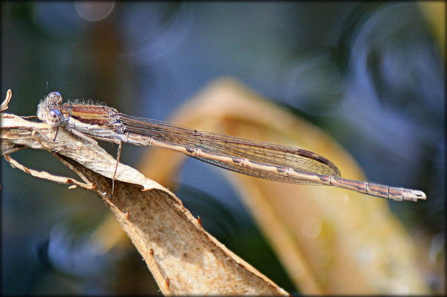Winterlibelle