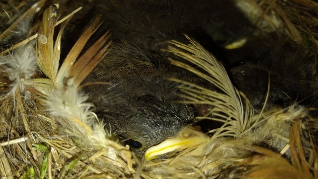 Wieder einmal ein Vogelnest im Carport. Einige junge Rotschwänzchen wachsen heran. (Dieses Foto konnte nur mit dem Handy gemacht werden, da zwischen Nest und Decke nur einige Zentimeter Platz sind).