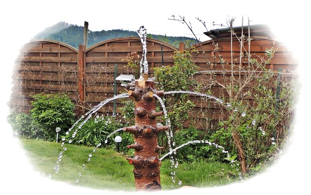 Immer wenn ich in den Garten gehe sehe ich was neues. HEUTE sah ich wie ein gestern vorbereitetes Stck vom Unterteil eines vollkommen vertrockneten Christbaumes Wasser spritzte. Macht nix, werde es als Brunnen verwenden.