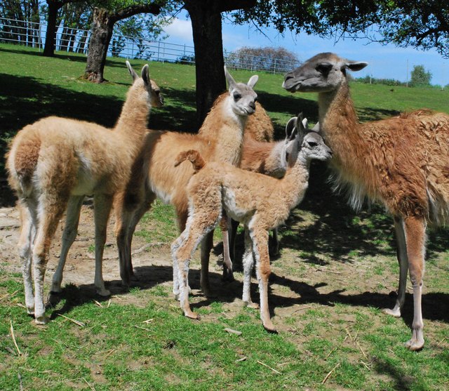 Foto: Tiergarten Walding