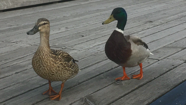 wo ist der Zugang zu See ? - Mattersburg