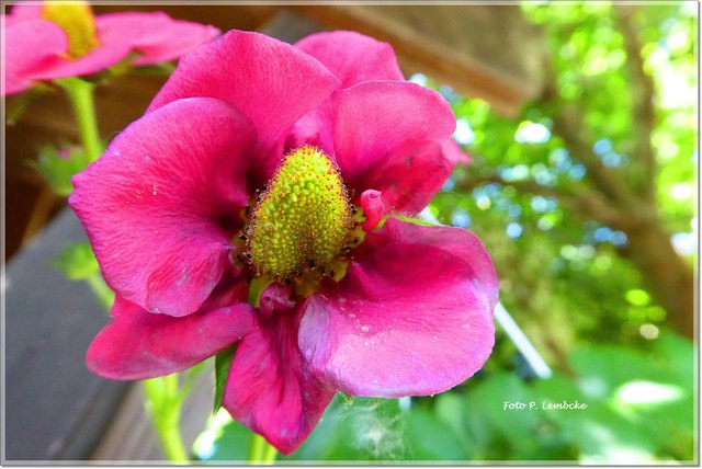 Aus der Blüte entsteht die Erdbeere