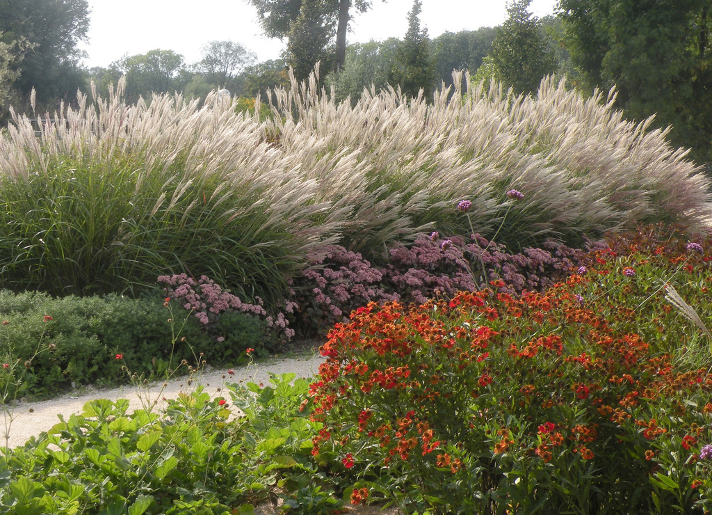 Natur Im Garten Jetzt Stauden Pflanzen Tulln