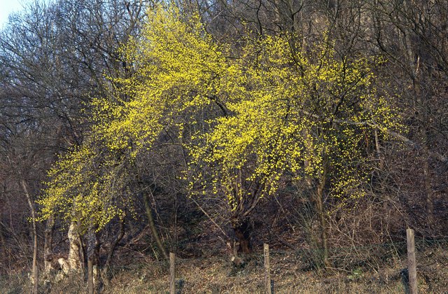 ein dirndlstrauch in voller blüte