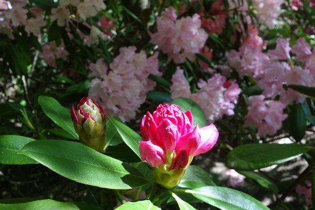 Japanischer Garten - Thema auf meinbezirk.at