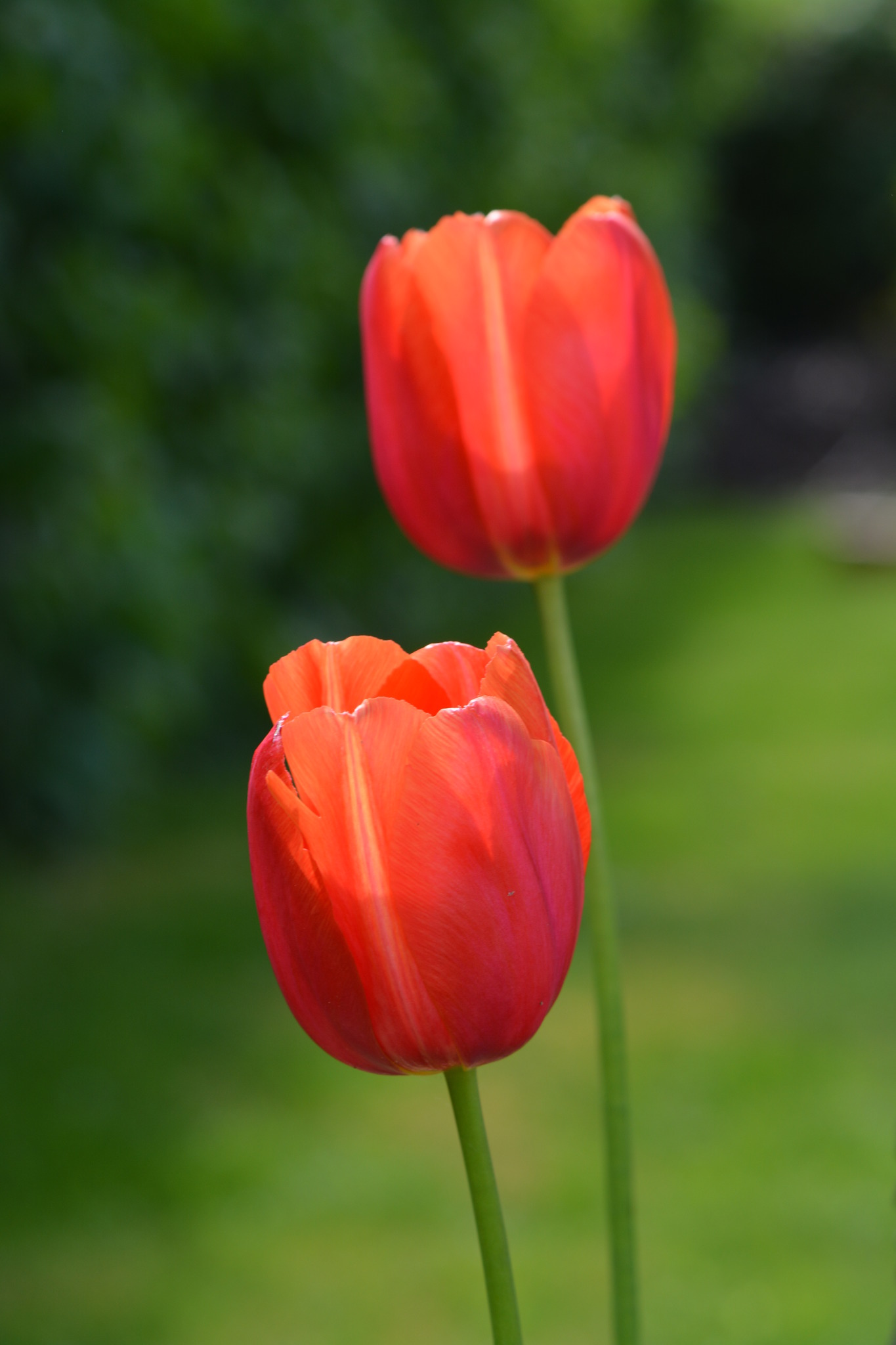 Meine letzten Tulpen im Garten blühen! Feldkirchen