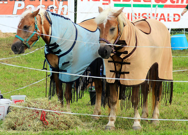 Die beliebten, blonden Haflinger sind die absoluten Allrounder unter den Rössern und dabei für die Arbeit z. B. im Wald ebenso einzusetzen wie für den Sport. | Foto: Franz Krainer