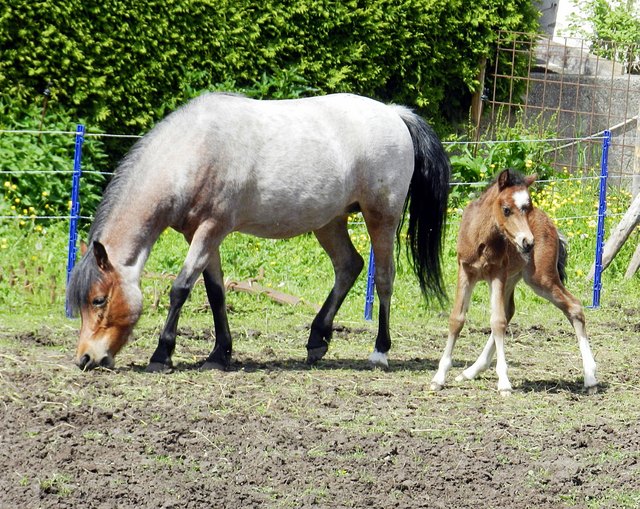 ... und deshalb, bleibe ich in der Nähe von Mama!