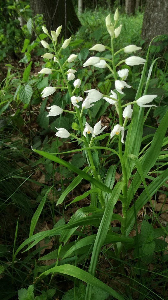 Weies Waldvglein - heimische Orchidee - Amstetten