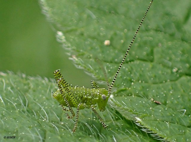 Nymphe einer punktierten Zartschrecke, Größe etwa 5mm. Schaut euch den langen Fühler an