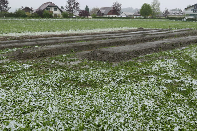 So sah der Acker in St. Georgen vor wenigen Wochen aus.