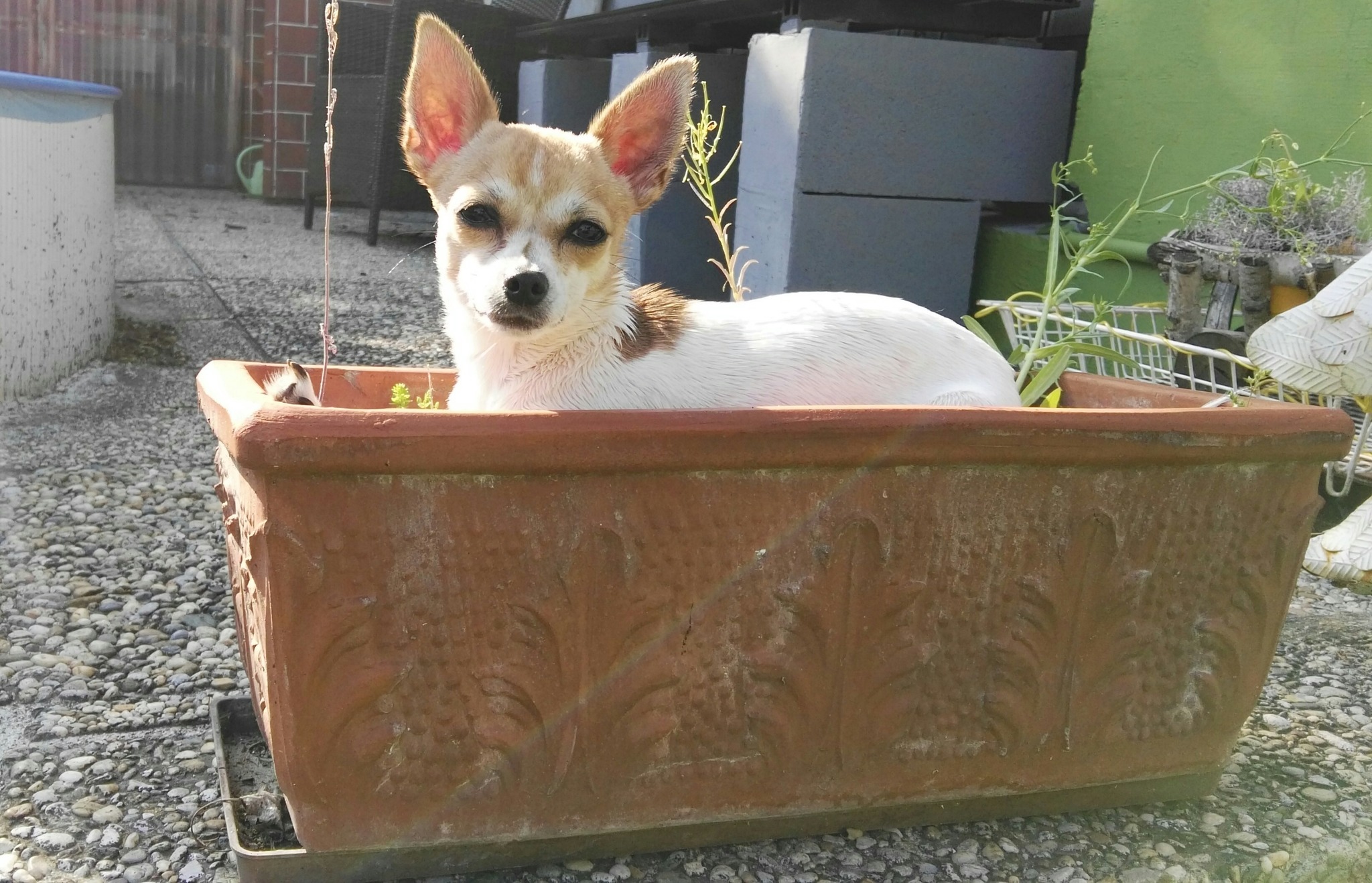 Ja... richtig gesehen... ich bin eine Blume :-) - Mistelbach