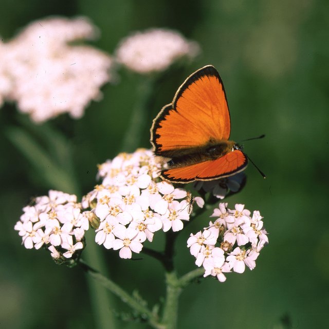 Bis 31. Mai läuft der Schmetterlingsfoto-Wettbewerb des Volksbildungswerks St. Martin an der Raab. | Foto: Naturschutzbund / Wolfgang Schruf