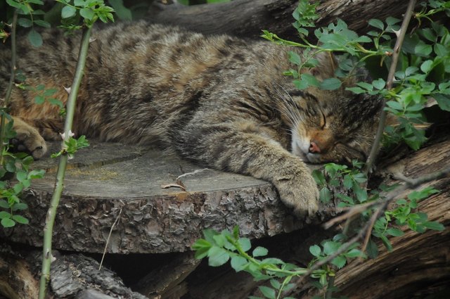 (c) NP Thayatal Ch. Übl