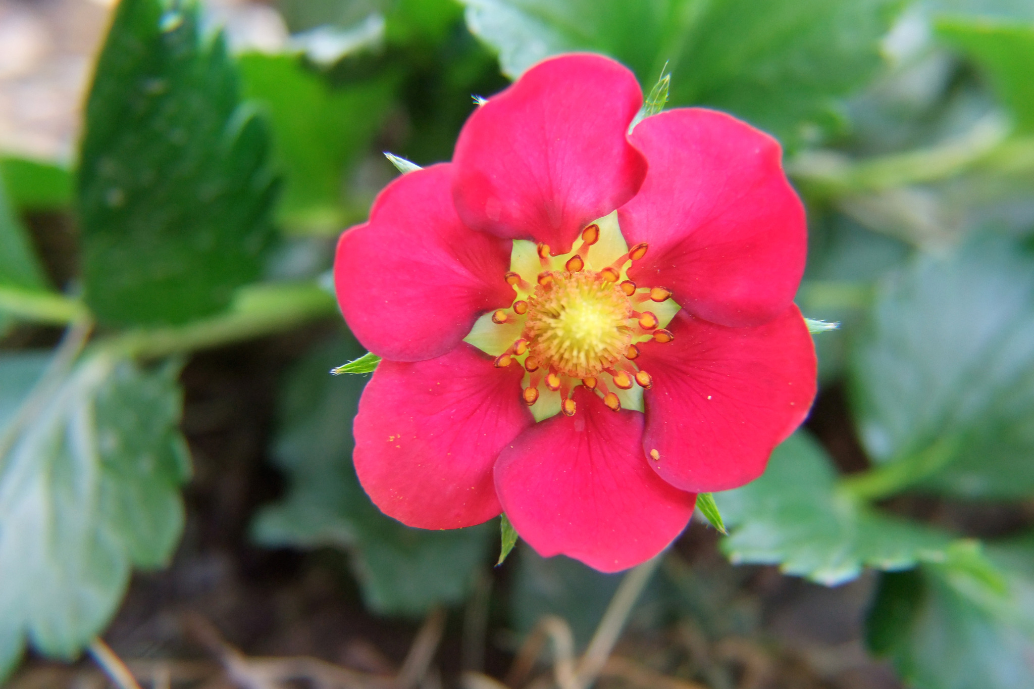 Rote Blüte Linz