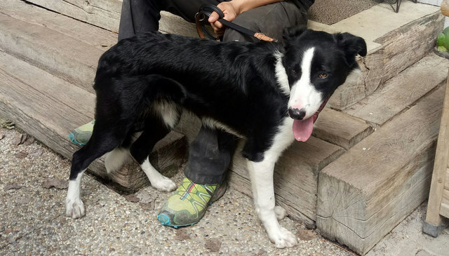 Foto: Tierheim Reutte