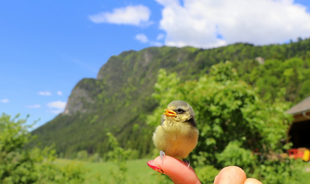 der letzte Jungvogel hatte echte Stertprobleme...landete immer am Boden..der Mut hat ihn immer verlassen