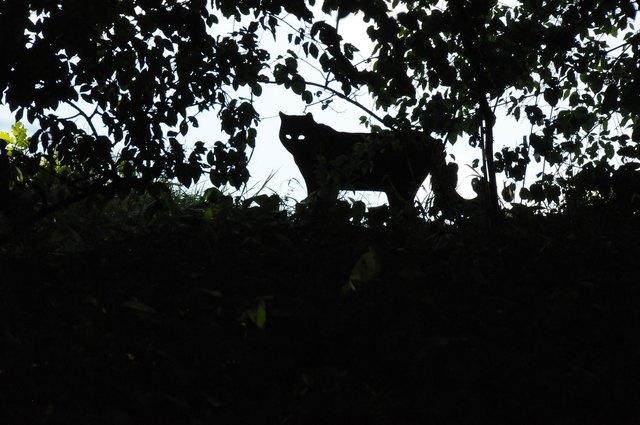 (c) NP Thayatal Ch. Übl