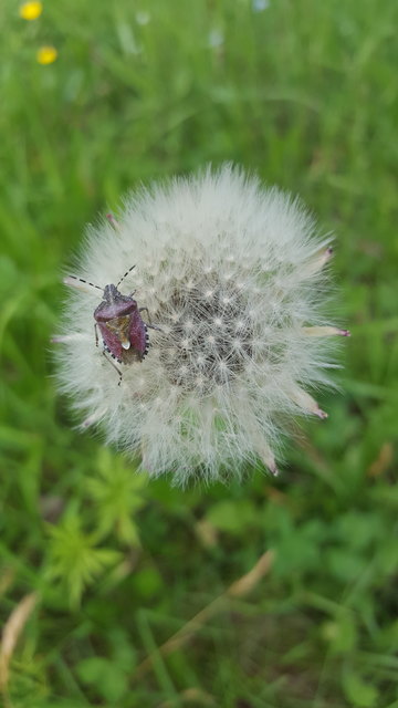 ...Auf der flauschig- weichen Pusteblume kann sich so eine kleine Wanze rundum wohlfühlen