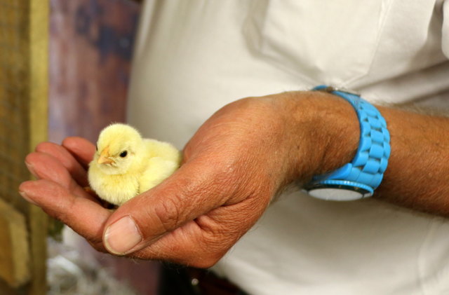 Dieses Küken ist gerade mal eine Stunde auf dieser Welt. Martin durfte es kurz für ein Foto auf seine Hand nehmen....danach durfte es gleich wieder unter Mutters warme Federn schlüpfen.