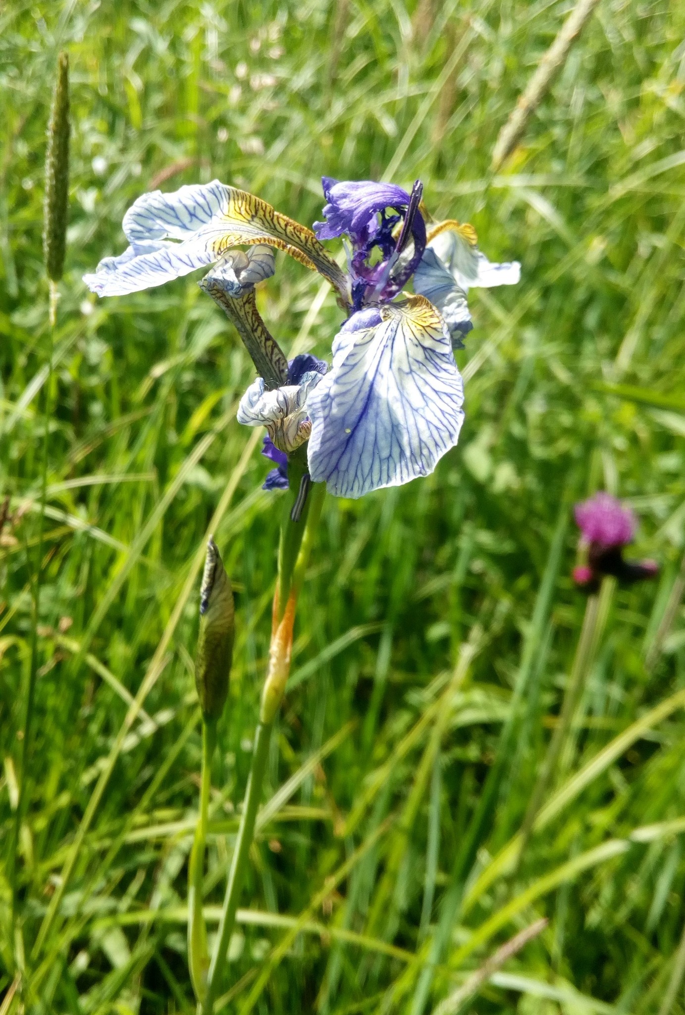 Neubergs Wappenblume blüht wieder Die Sibirische Schwertlilie Güssing