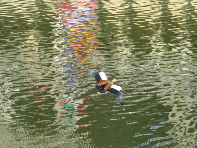 Brandgans über dem Arno