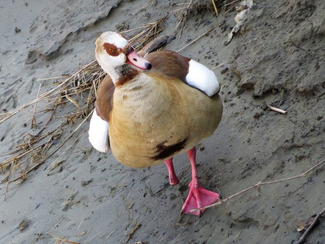 Enten-Rast, fliegen ist leichter als watscheln mit einem teilamputierten Haxerl....   korrigiere auf Brandgans
